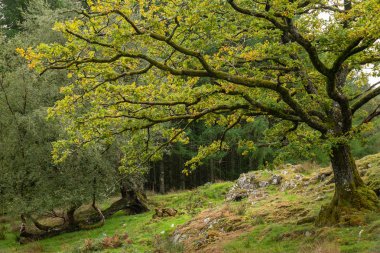 Uçurumun yürüyüş sırasında Eylül ayında yağmurlu öğleden sonra Barmouth ve Coed-y-Brenin orman bakan Snowdonia içinde gelen görünümünün güzel manzara resmi