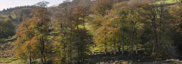 Mooie Levendige Autumn Fall Bos Bos Dartmoor Met Prachtige Zonlicht — Stockfoto