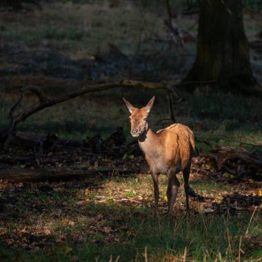 Kızıl geyik geyik Cervus Elaphus renkli sonbahar sonbahar ormanlık peyzaj çarpıcı portresi