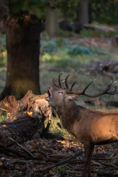 Gímszarvas Szarvas Cervus Elaphus Színes Őszi Őszi Erdős Táj Lenyűgöző — Stock Fotó