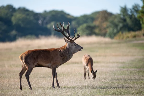 Impresionante Retrato Ciervo Rojo Ciervo Cervus Elaphus Colorido Otoño Paisaje — Foto de Stock