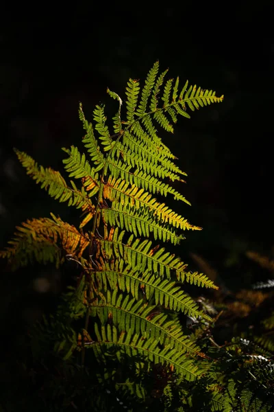 美丽的亲密景观详细图像蕨在森林点燃的阳光对黑色背景 — 图库照片