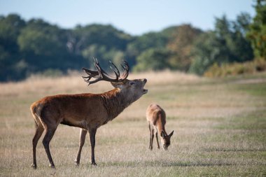 Kızıl geyik geyik Cervus Elaphus renkli sonbahar sonbahar ormanlık peyzaj çarpıcı portresi