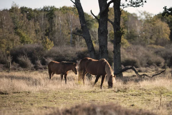 Beautiful New Forest pony in Autumn woodland landscape with vibrant Fall color all around