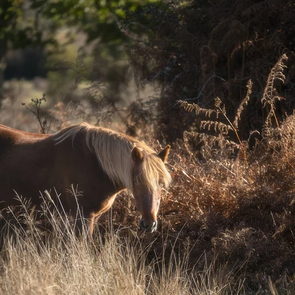Vackra New Forest Ponny Höst Skogsmark Landskap Med Pulserande Höst — Stockfoto