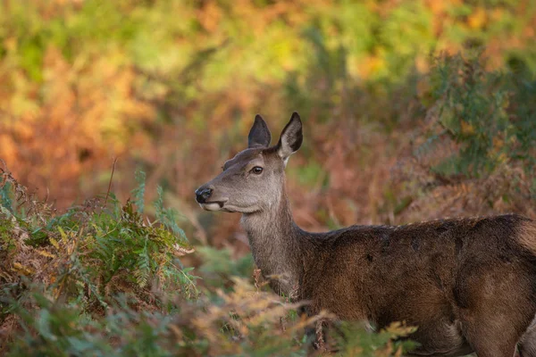 Hermoso Retrato Ciervos Rojos Colorido Paisaje Del Bosque Otoño — Foto de Stock