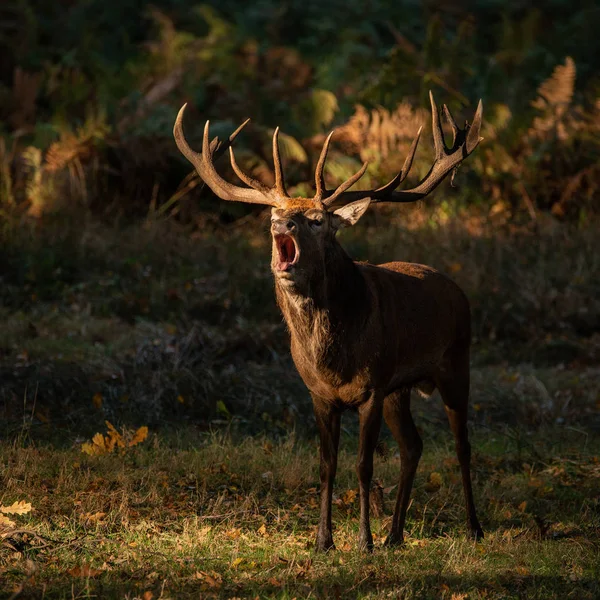 Impresionante Retrato Ciervo Rojo Ciervo Cervus Elaphus Colorido Otoño Paisaje — Foto de Stock