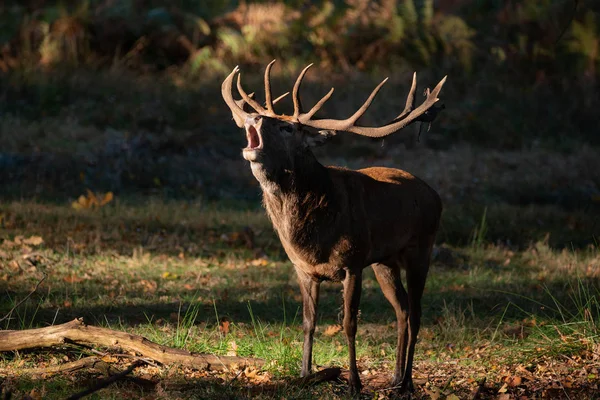 Superbe Portrait Cerf Cerf Cervus Elaphus Dans Paysage Boisé Automnal — Photo