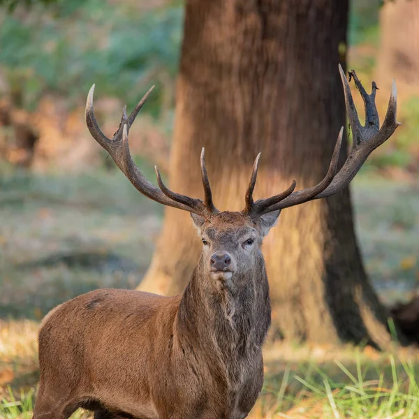 红鹿鹿鹿鹿在五颜六色的秋季林地景观令人惊叹的肖像 — 图库照片