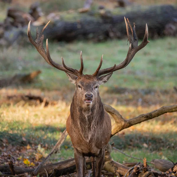 红鹿鹿鹿鹿在五颜六色的秋季林地景观令人惊叹的肖像 — 图库照片