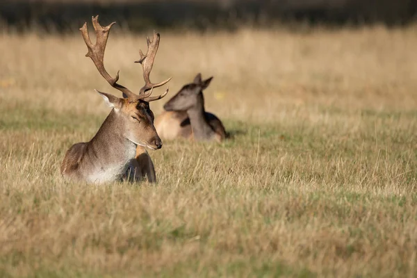 Beautiful Image Fallow Deer Dama Dama Autumn Field Woodland Landscape — Stock Photo, Image