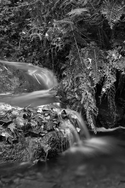 小さな岩と紅葉風景黒と白の葉の上を流れる川の美しい詳細画像 — ストック写真