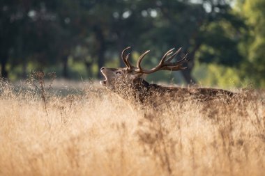 Kızıl geyik geyik Cervus Elaphus renkli sonbahar sonbahar ormanlık peyzaj çarpıcı portresi