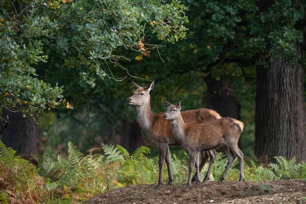 Beautiful Portrait Red Deer Hind Colorful Autumn Forest Landscape — Stock Photo, Image