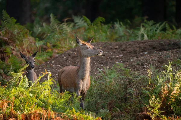 Piękny Portret Hind Red Deer Kolorowe Jesień Las Krajobraz — Zdjęcie stockowe