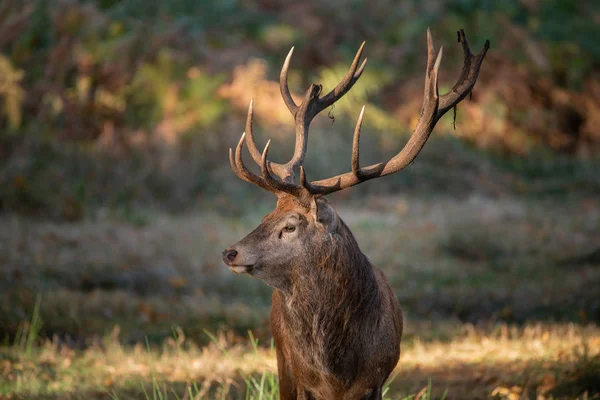 Superbe Portrait Cerf Cerf Cervus Elaphus Dans Paysage Boisé Automnal — Photo