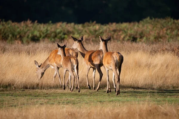 Superbe Portrait Cerf Cerf Cervus Elaphus Dans Paysage Boisé Automnal — Photo