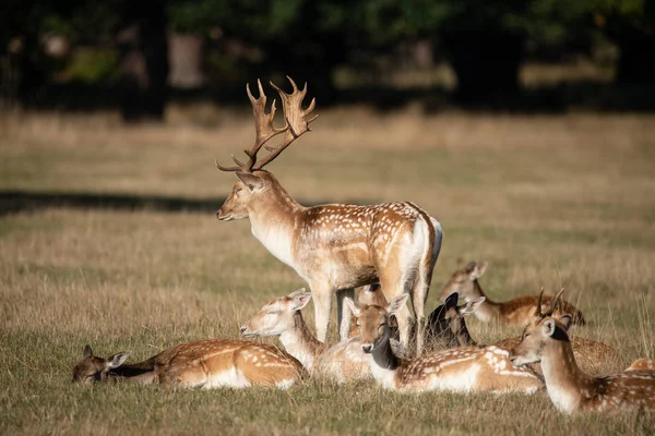 Beautiful Image Fallow Deer Dama Dama Autumn Field Woodland Landscape — Stock Photo, Image