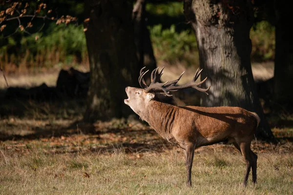 드디어 Cervus Elaphus 다채로운가을 풍경에서의 초상화 — 스톡 사진