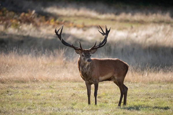 Fantastiska Porträtt Kronhjort Hjort Cervus Elaphus Färgglada Hösten Hösten Skogsmark — Stockfoto