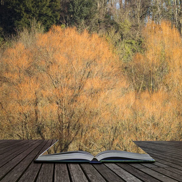 開いた本のページから出てくる冬のオレンジの木の美しい美術風景 — ストック写真