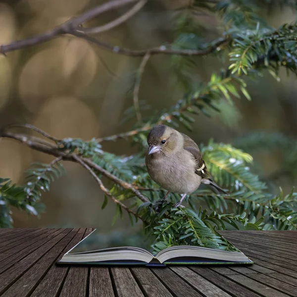 Belo Retrato Fêmea Chaffinch Fringilla Coelebs Árvore Floresta Saindo Páginas — Fotografia de Stock