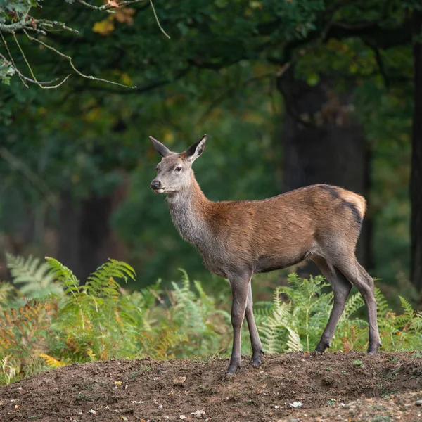 Mooi Portret Van Edelhert Hind Kleurrijke Herfst Boslandschap — Stockfoto