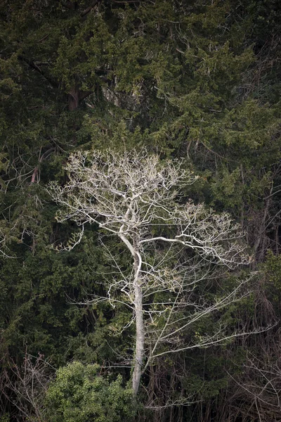 Arbre Mort Blanc Stark Automne Paysage Forestier Automne — Photo