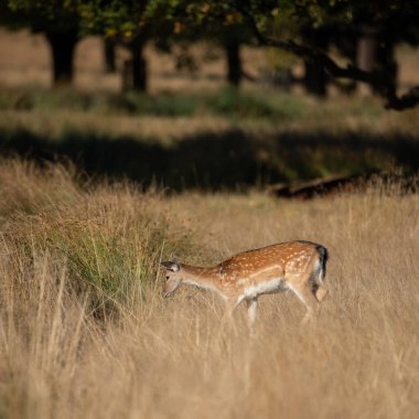 Alageyik Dama Dama sonbahar alan ve ormanlık yatay ayarı güzel görüntüsü