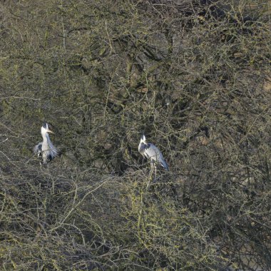 Gri balıkçıl Ardea Cinerea yabani kuş iç içe geçme kış çıplak ağaçlar