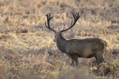 Çarpıcı kırmızı geyik Cervus Elaphus sonbahar sonbaharda görkemli antelrs ile froest manzara bekarlığa