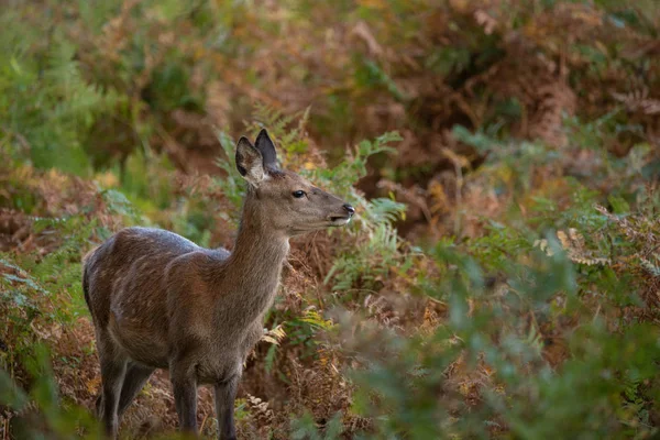 Piękny Portret Hind Red Deer Kolorowe Jesień Las Krajobraz — Zdjęcie stockowe