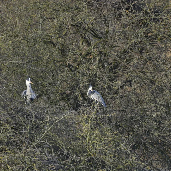 Grey Heron Ardea Cinerea Wild Bird Nesting Winter Bare Trees — Stock Photo, Image