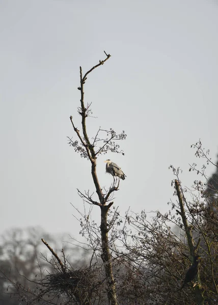 Graureiher Ardea Cinerea Wildvogel Nistet Winter Kahle Bäume — Stockfoto