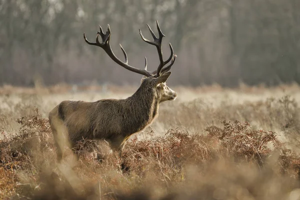 Impressionante Veado Vermelho Cervus Elaphus Com Antelrs Majestosos Outono Outono — Fotografia de Stock