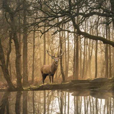 Manzara resim hala Stream Lake District ormandaki ağaçlar arasında güzel Olgun Kızıl geyik geyik Cervus Elaphus ile çarpıcı