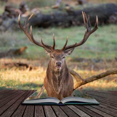 Kızıl geyik geyik Cervus Elaphus büyülü hikaye kitabı sayfalarında çıkan renkli sonbahar sonbahar ormanlık peyzaj çarpıcı portresi