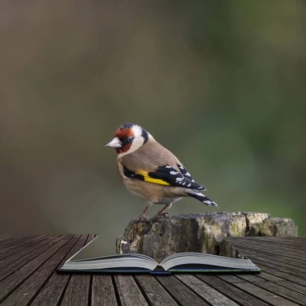 이야기 페이지에서 나오는 나무의 햇빛에 Carduelis Carduelis의 초상화 — 스톡 사진