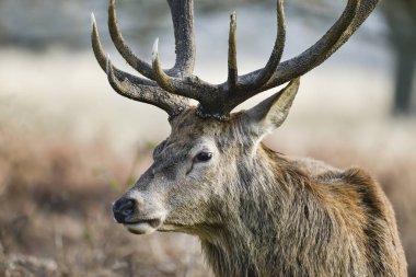 Çarpıcı kırmızı geyik Cervus Elaphus sonbahar sonbaharda görkemli antelrs ile froest manzara bekarlığa