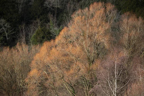 秋の森林景観の美しいカラフルな韓国白樺ダケカンバ Costata ツリー — ストック写真