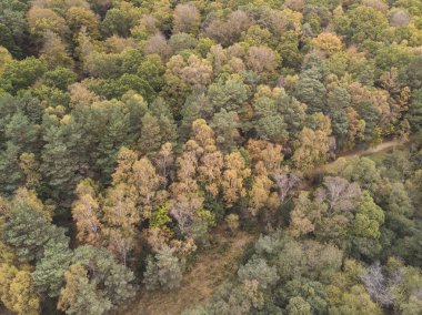 Kuş gözü görünümü dron manzara resim canlı orman ormanlık sonbahar düşüş sırasında çarpıcı