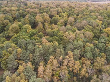 Kuş gözü görünümü dron manzara resim canlı orman ormanlık sonbahar düşüş sırasında çarpıcı