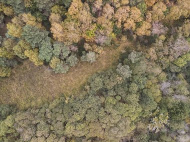 Kuş gözü görünümü dron manzara resim canlı orman ormanlık sonbahar düşüş sırasında çarpıcı