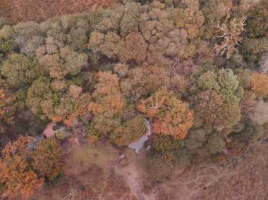 Kuş gözü görünümü dron manzara resim canlı orman ormanlık sonbahar düşüş sırasında çarpıcı