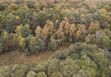 Kuş gözü görünümü dron manzara resim canlı orman ormanlık sonbahar düşüş sırasında çarpıcı