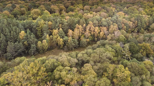 鮮やかな森の森の秋秋に鳥の目のビュー ドローン風景イメージを見事な — ストック写真