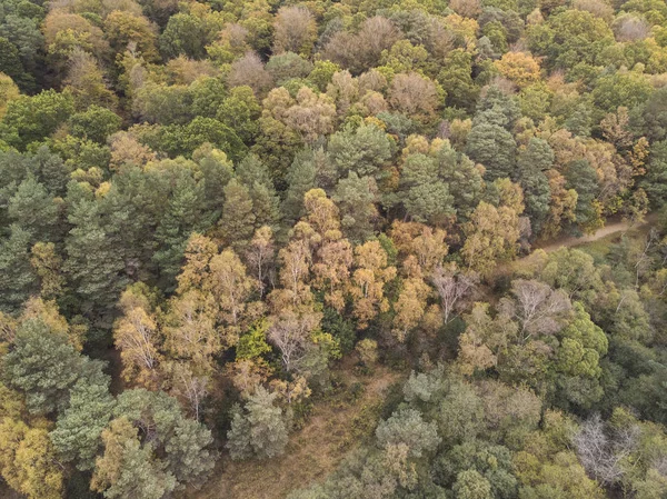 Kuş gözü görünümü dron manzara resim canlı orman ormanlık sonbahar düşüş sırasında çarpıcı