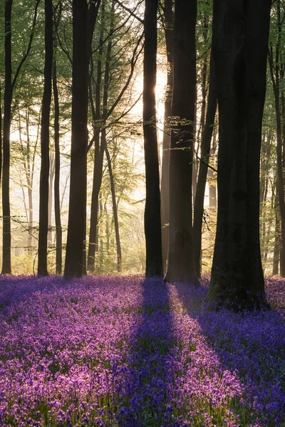 Sabah Güneş Işığı Altında Bahar Güzel Bluebell Orman Manzara Resim — Stok fotoğraf