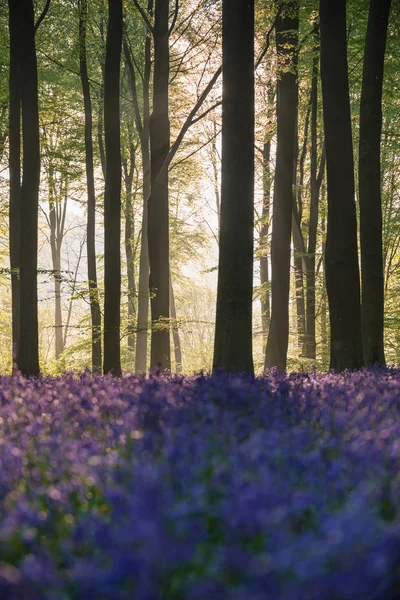 Belle Image Paysage Forêt Bluebell Soleil Matin Printemps — Photo