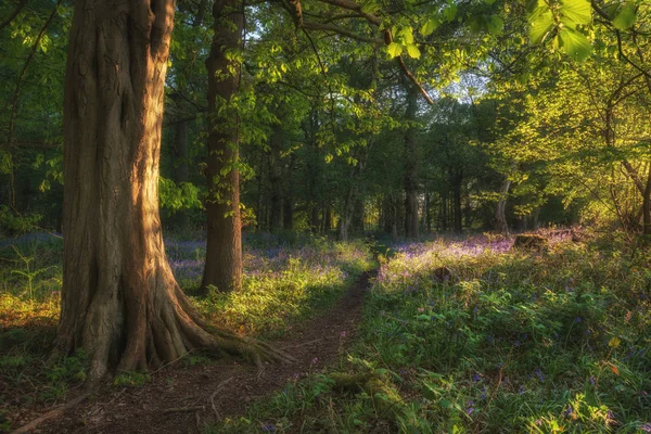 Beautiful Bluebell Forest Landscape Image Morning Sunlight Spring — Stock Photo, Image